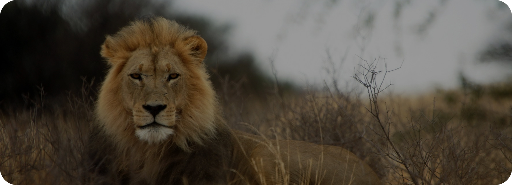 Lion Close Up